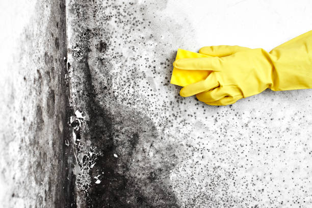 Best Industrial Mold Remediation in Loving, NM