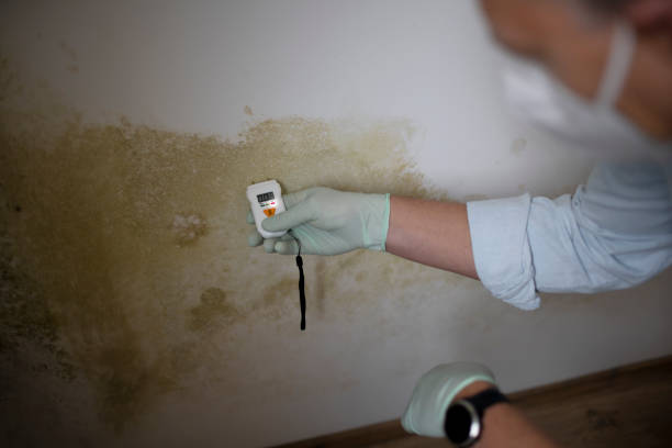 Best Post-Flood Mold Remediation in Loving, NM