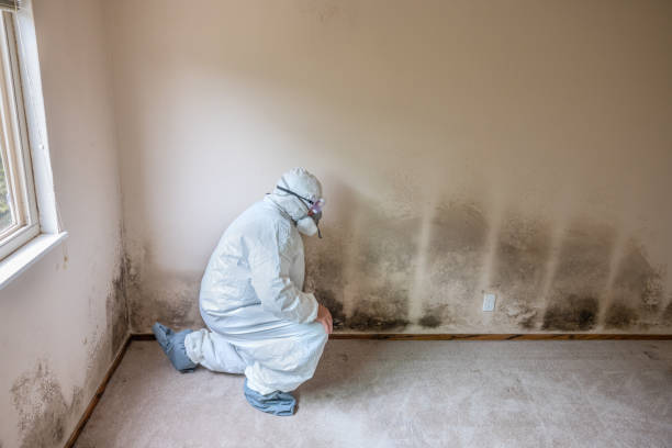 Best Mold Remediation for Specific Building Types in Loving, NM