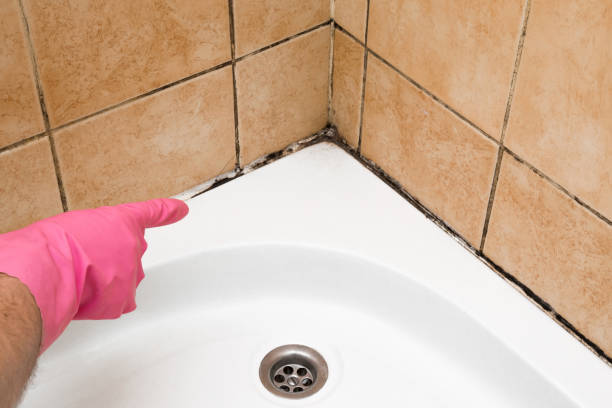 Professional Mold Remediation in Loving, NM