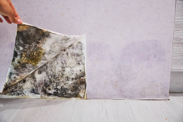 Best Insurance-Related Mold Remediation in Loving, NM